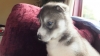 KC-REGISTERED-Siberian-Husky-Puppies