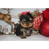 Healthy-Yorkshire-Terrier-Puppies-For-Adoption