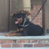 Rottweiler-Female-20-months-old